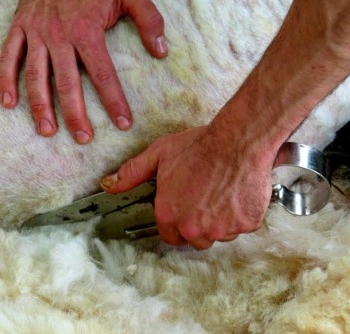 Características de la lana corriedale